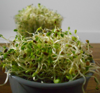 fresh alfafa sprouts,